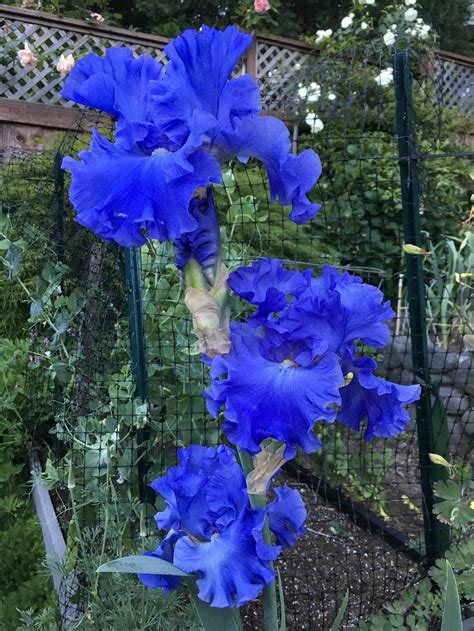 Photo Of The Bloom Of Tall Bearded Iris Iris Yaquina Blue Posted By