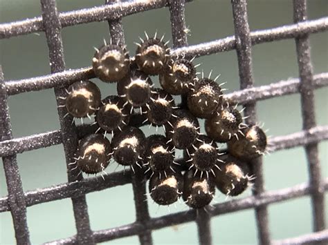 Stink bug eggs! : r/natureismetal