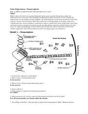 Transcription POGIL 2020 Docx Gene ExpressionTranscription How Is