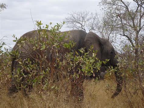 African Elephant Kruger National Park South Africa Stock Photo - Image ...