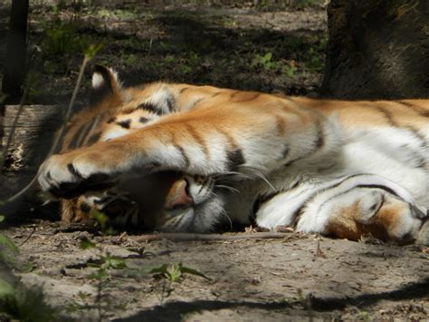 Free Images : wildlife, zoo, mammal, fauna, siberian tiger, outdoor ...