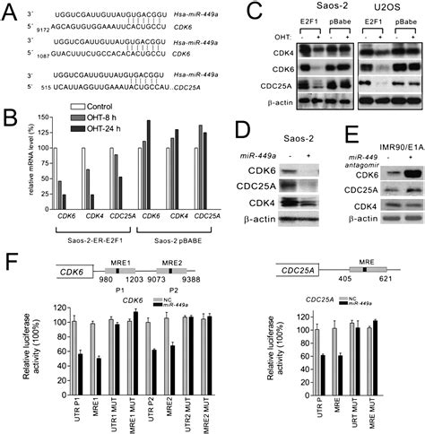 Mir A And Mir B Are Direct Transcriptional Targets Of E F And