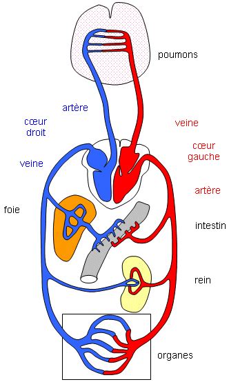 Schema De La Veine Cave