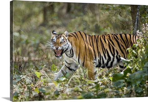 Bengal Tiger Panthera Tigris Tigris In A Forest Bandhavgarh National Park Umaria District Madhya