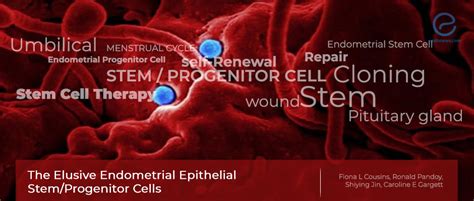 Endometrial Epithelial Stem Progenitor Cells Have Links To