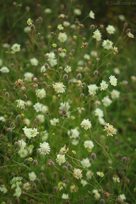 Gelbe Scabiose Samen Hier Bestellen Scabiosa Ochroleuca Wildblumensamen