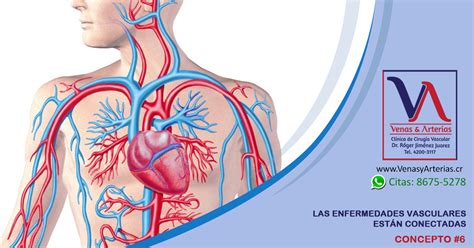 Conozca Cómo Funciona El Sorprendente Sistema De Venas Y Arterias Del Cuerpo Y Cómo Mantenerlo