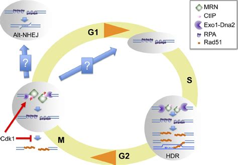 Chromosomal DNA DSB Resection In M Phase DNA DSBs Generated In S Phase