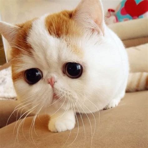 Snoopybabe The Definitive Gallery Of Instagrams Cutest Cat