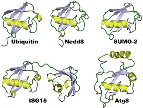 Structural Comparison Depicting The Conserved Grasp Fold Of Ubiquitin