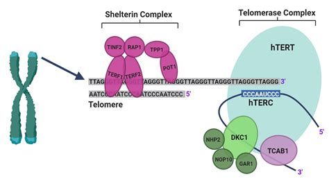 Telomerase