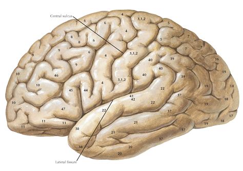 LATERAL VIEW OF THE FOREBRAIN BRODMANNS AREAS Pediagenosis