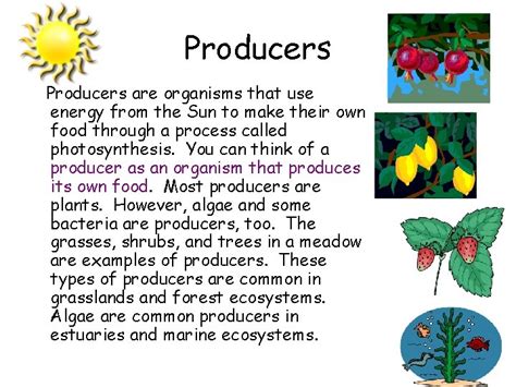 Decomposers Eat What Kinds Of Organisms At Bridget Leavy Blog