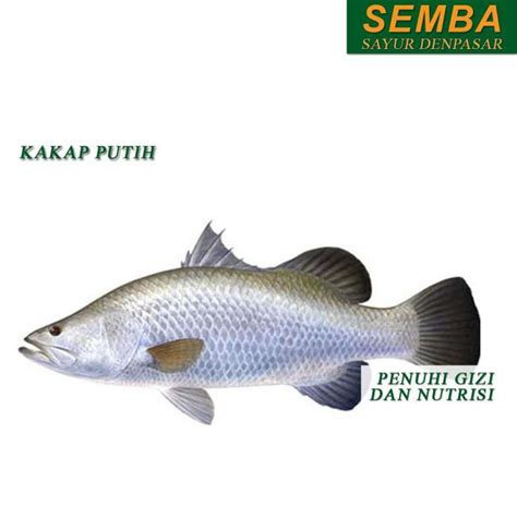 Jual Ikan Kakap Putih Besar Denpasar Bali Kg Seafood Lauk Food Bahan