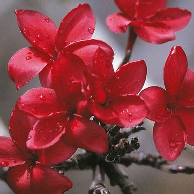 Plumeria Starter Slips: Red