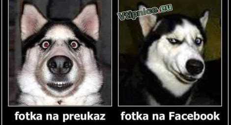Srandovní obrázky - Psí fotografie | Vtipnice.eu