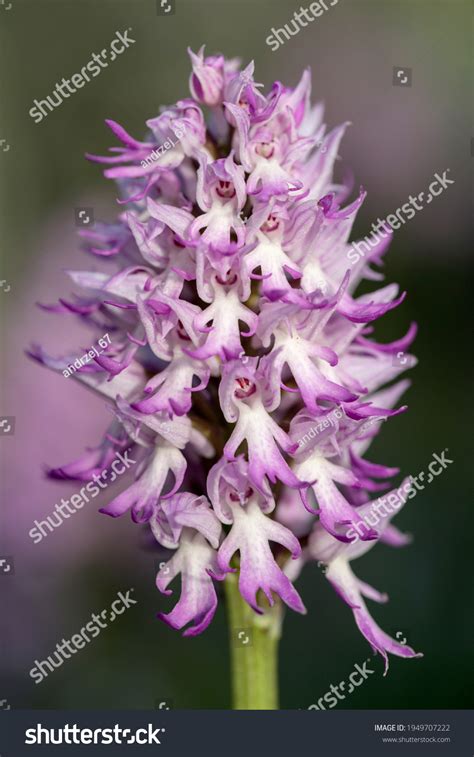 Naked Man Orchid Orchis Italica On Stock Photo Shutterstock