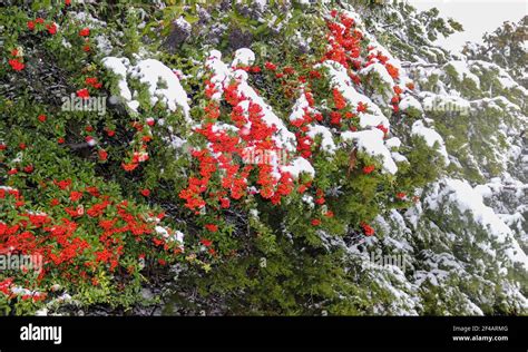 Schneebedeckter zedernbaum Fotos und Bildmaterial in hoher Auflösung