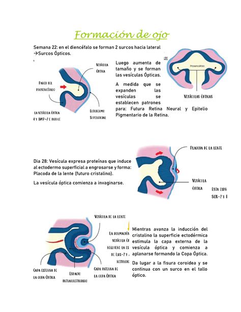 Formación de ojo Formación de ojo Semana 22 en el diencéfalo se