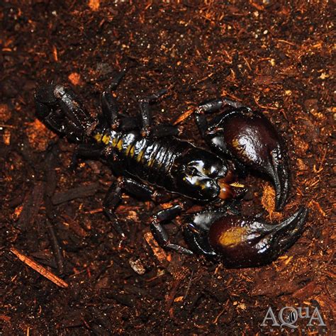 Asian Forest Scorpion (Heterometrus spinifer) - Aqua Imports