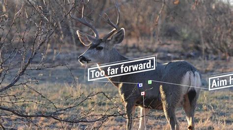 Deer Shot Placement Youtube