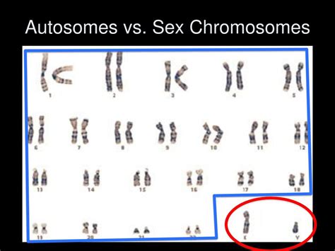 Bell Work Draw And Label A Chromosome Ppt Download