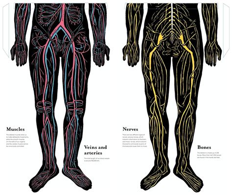 Inside The Body Layer By Layer Guide To The Human Body