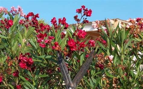 Pruning Oleander Out Of Season Can Devastate Your Plant - Here's How To ...