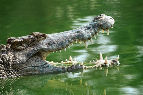 Everglades Nationalpark Mangroventunnel Kayak Ko Tour Getyourguide