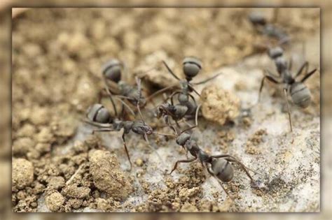 How to Kill Ants Effectively Using Diatomaceous Earth? | PestWeek