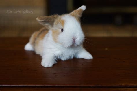 Harlequin Vienna Marked Holland Lop Bluecloverrabbitry Cute Bunny