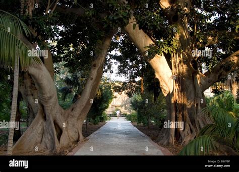 Path Among Massive Trees At San Anton Gardens A Public Garden In Malta