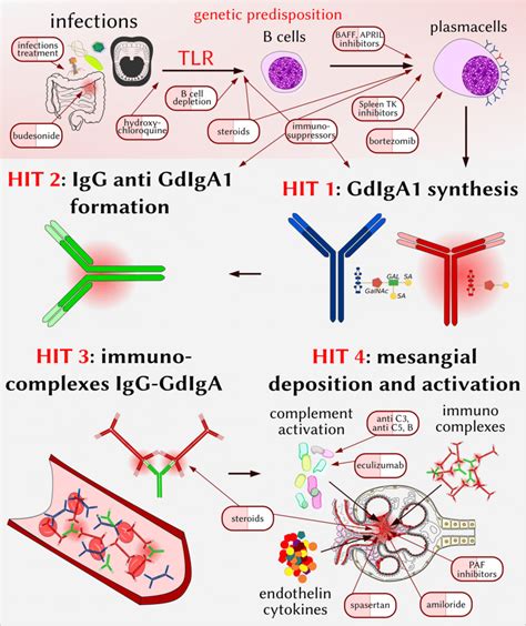 The Multihit Model For The Pathogenesis Of Iga Nephropathy With Hit Download Scientific Diagram