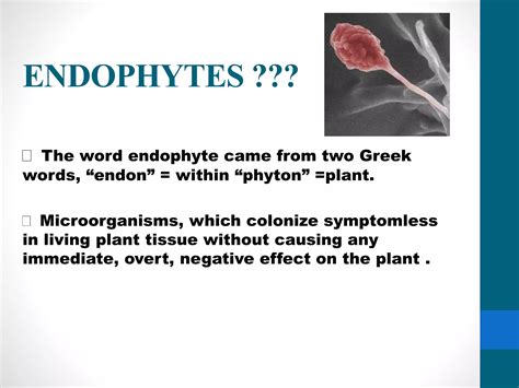 Microbial Endophytes Ppt