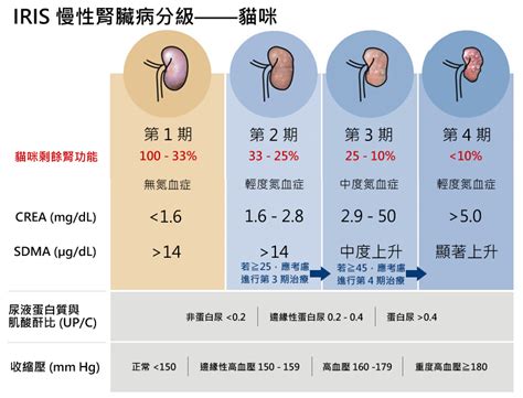 慢性腎病貓的福音 專用藥4月上市 社團法人中華民國保護動物協會