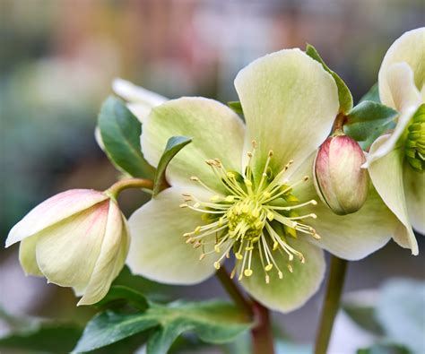 How and when to fertilize hellebores: for healthy plants | Homes and
