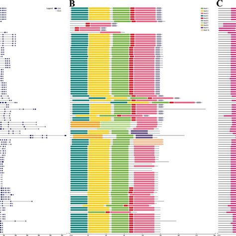 Comparison Of The Gene Structure Conserved Protein Motifs And Domains