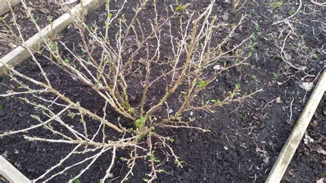 Gooseberry pruning - sjgardenadvice.co.uk