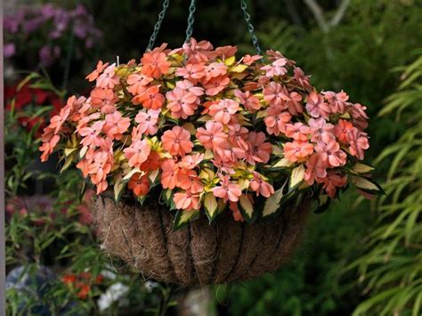 Neat Sunpatiens Hanging Baskets Trailing Periwinkle