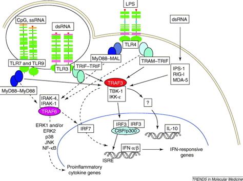 Traf3 A New Component Of The Tlr Signaling Apparatus Trends In Molecular Medicine