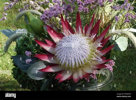 King Protea The Protea Cynaroides Property Released Stock Photo Alamy