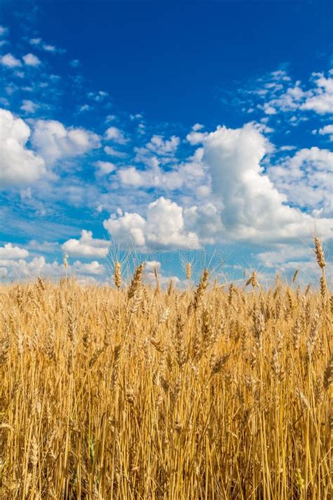 A Wheat Field Fresh Crop Of Wheat Stock Photo Image Of Plant Wheat