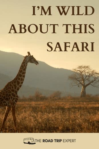 100 Incredible Safari Captions For Instagram With Puns