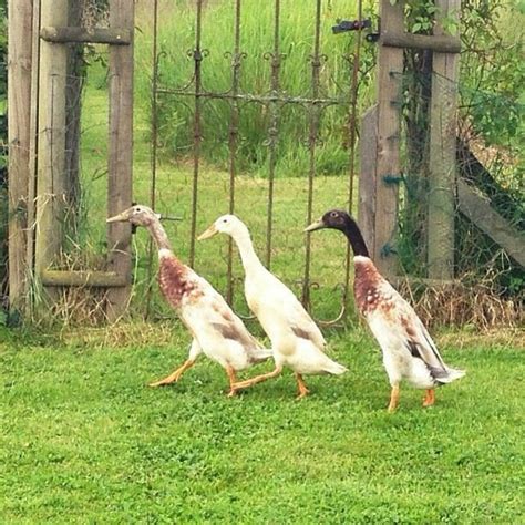 Two Ducks Walking In The Grass Near A Gate