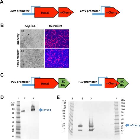 Mouse Anti 6x His Tag Monoclonal Antibody Abcam Bioz