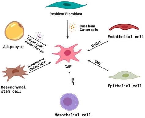 Ijms Free Full Text Cancer Associated Fibroblasts In Pancreatic