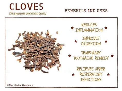 Cloves Benefits And Uses As Herbal Medicine