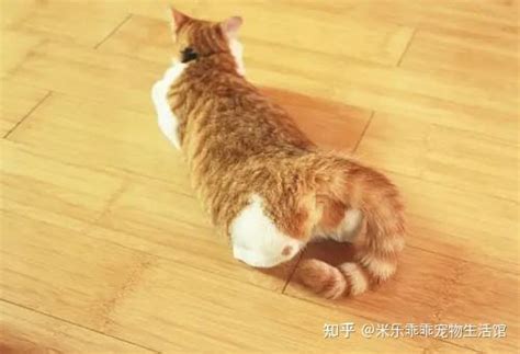 猫咪发情很可怕？轻松应对猫咪发情详细攻略 知乎