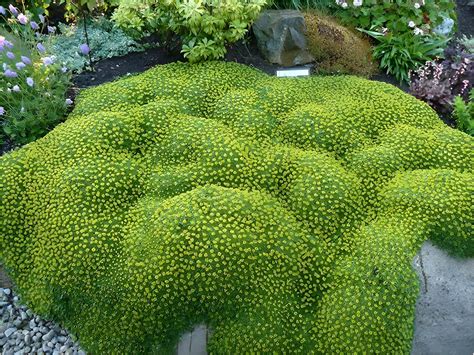 3 x Festuca gautieri Ziergras Gräser Stauden Ziergräser Bärenfellgras