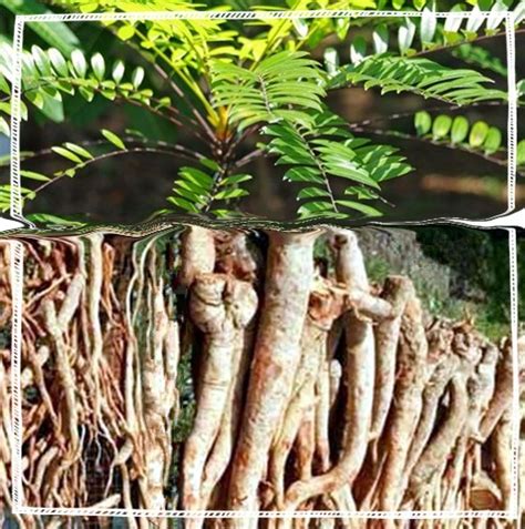 Tongkat Ali Root Powder Natural Energy Stamina Vitality